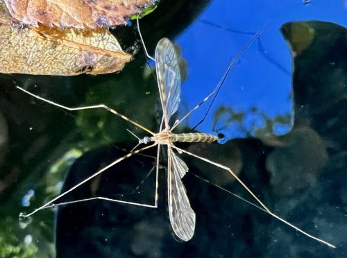 Limonia nubeculosa